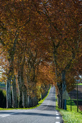 Naklejka premium Route de campagne remontante, alignement platanes, automne, Tarn, France