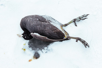 Dead bird on frozen lake in the winter