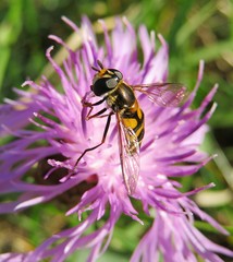 Hoverfly drink a dew on centaurea flower in the meadow, closeup