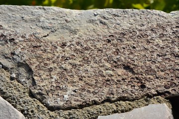 Fossiles Gestein an der Ahr