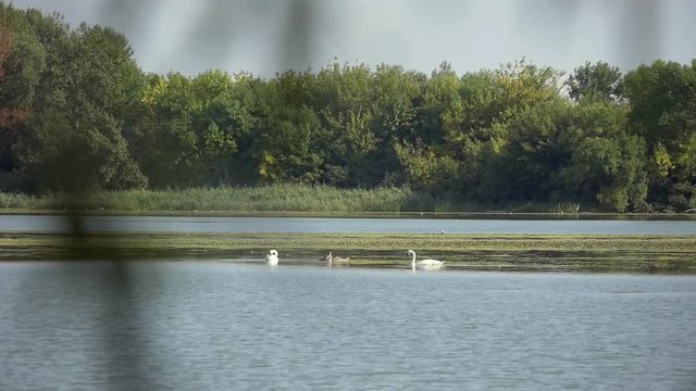 Swans On The Lake