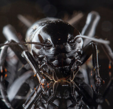 Cricket insect or Gryllidae isolated on a black background