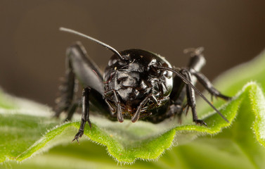 A close up of black cricket on leaf.