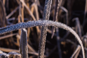 ice crystals on a blade of grass