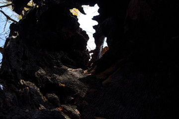 Inside a burnt tree trunk. Hollow in the trunk of a willow. fire in the forest.