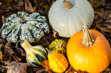 A Collection of Pumpkins and Gourds in Autumn Leaves