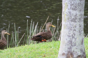 Molted Ducks, brown body, yellow bill, looks like female malard, pond