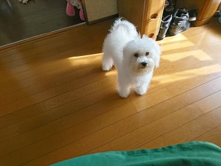 Dog 