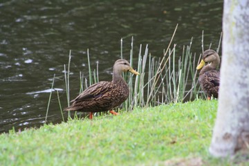 Molted Ducks, brown body, yellow bill, looks like female malard, pond