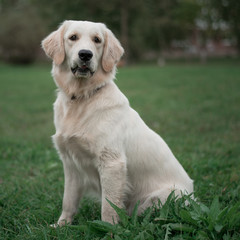 White Labrador Retriever sitting on the green grass background.
