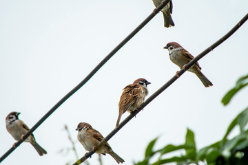 Sparrow bird sitting on electric cable on the background of clean sky
