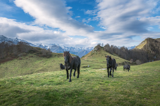 cheval de M&eacute;rens - poney ari&eacute;geois