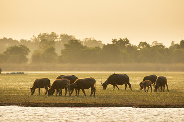 Fototapeta na wymiar Thai swamp buffalo in peat swamp around lagoon