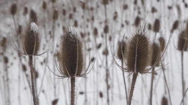 Closeup of dried teasel plants with snowy background. Plant in center in sharp focus. Winter in the Don Valley, Toronto, Ontario, Canada.