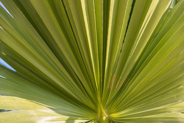 Fototapeta premium Green sheaf of palm leaves texture for background