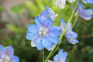 Fototapeta premium blue flowers in the garden