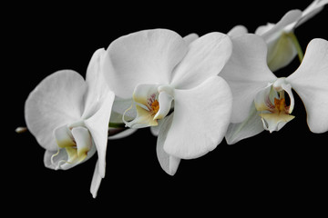 The branch of white orchid isolated on black background.
