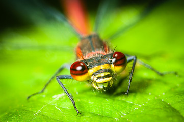 Large red damselfly (Pyrrhosoma nymphula) on a green leaf, closeup of the head with colorful face
