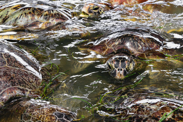 Many sea turtles swimming in the water pond and eating sea grass in Bali, Indonesia