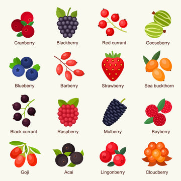 Berries vector illustration set