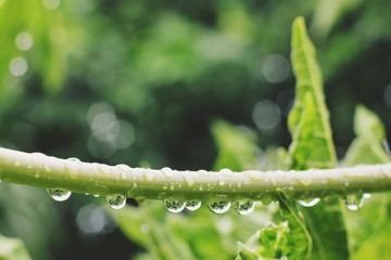 Water drops on papaya stalks are beautiful is natural. 
