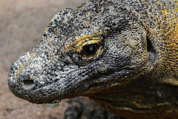 Fototapeta premium Portrait of huge head of Komodo dragon in Bali, Indonesia