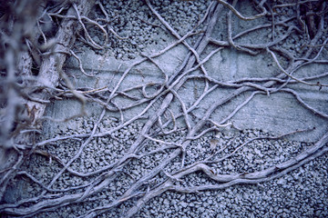 Fototapeta premium branches of plant