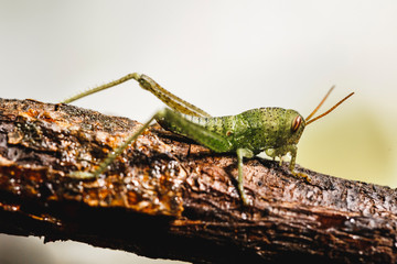 little insect. Green and little cricket.