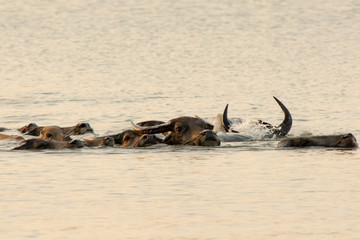Fototapeta premium Thai swamp buffalo swimming in the lake.