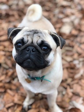 pug on a background
