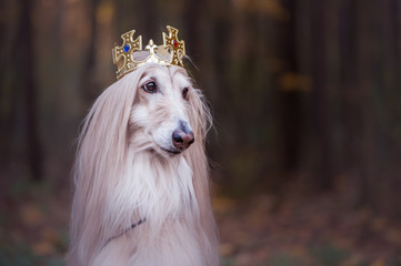 Dog in the crown,   afghan hounds ,  in royal clothes, on a natural background. Dog lord, prince, dog power theme