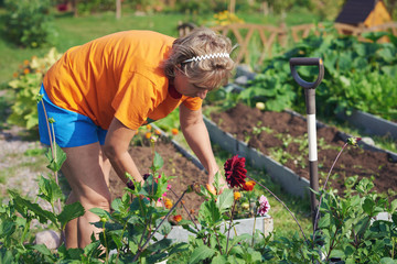Caucasian woman handling flowers on a croft.  © Artem