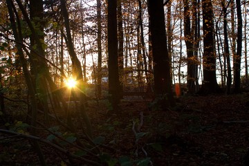 Obraz premium sunset in the forest