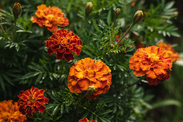 Marigold Flowers. Macro. Close-Up. Depth Of Field.
