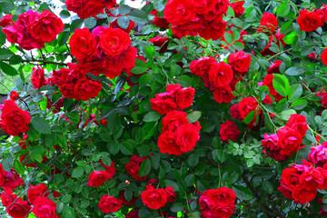 Fototapeta premium Beautiful red rose bush red roses in garden, floral background