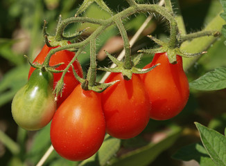 Tomates Red Pear shaped