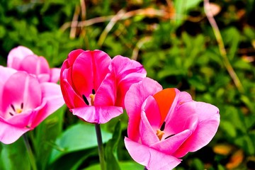 pink tulips in the garden