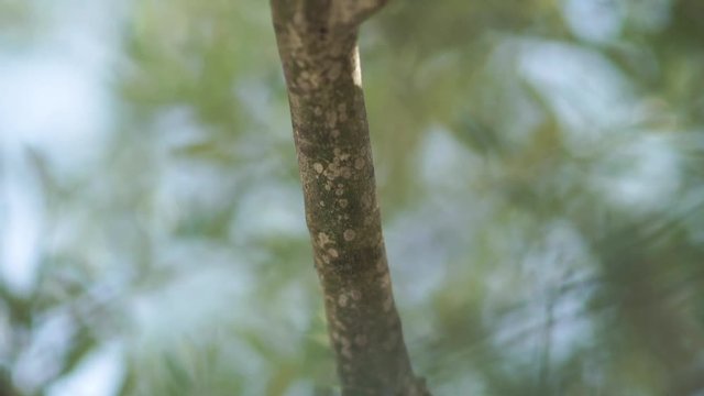 tree bark blurred