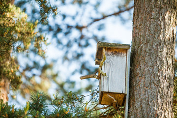 Bird and birdhouse from wood in summer in forest on natural background on tree surrounded with evergreen trees. Small bird looking for food. Concept photo about care for wildlife.