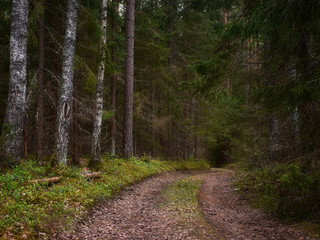 Forest Road