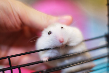 Cute White Exotic Little Baby Winter White Dwarf Hamster on owner hand, happy playing on cage bar. Winter White Hamster is also known as Winter White Dwarf, Djungarian or Siberian Hamster.