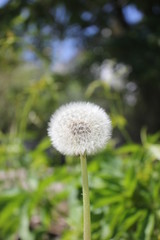 dandelion on background of green grass