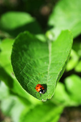 close up of a ladybird on green background