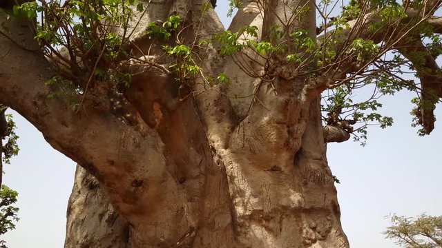 Tilt up to a baobab tree in Somone Lagoon Reserve in Senegal, Africa