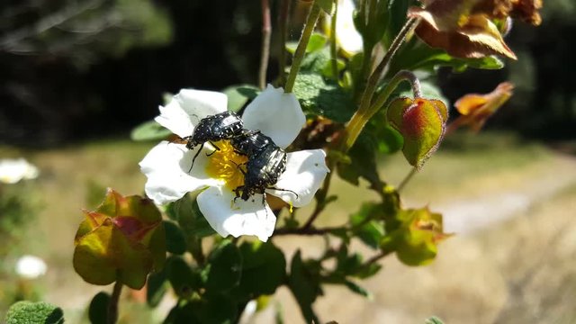 Black stink bugs on a flower in Portugal