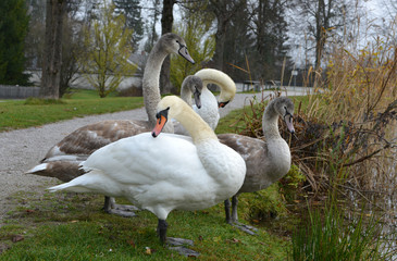 SCHWANENFAMILIE MIT JUNGSCHWÄNEN
