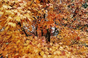 Herbstlicher Strauch