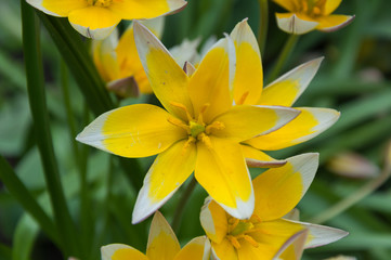 Tulipa tarda