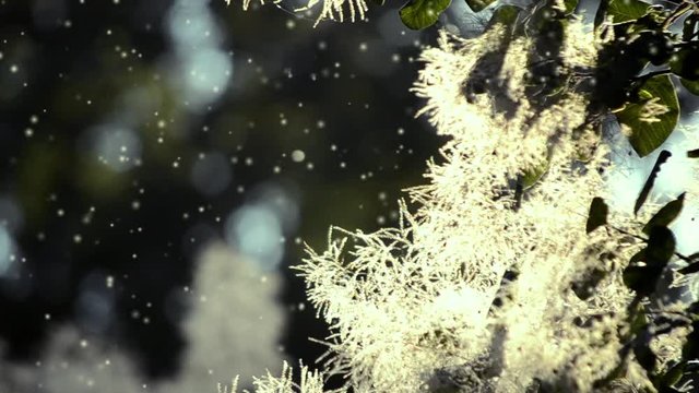 Fluffy white flowers of plant glow in sun against background of dark blurry foliage of forest trees in with many soft flying white fluff stains or spots. Seamless loop animation motion render backdrop