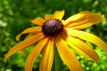 Rudbeckia yellow close-up on a bright green blurred background. Rudbeckia Marmalade flower with yellow petals